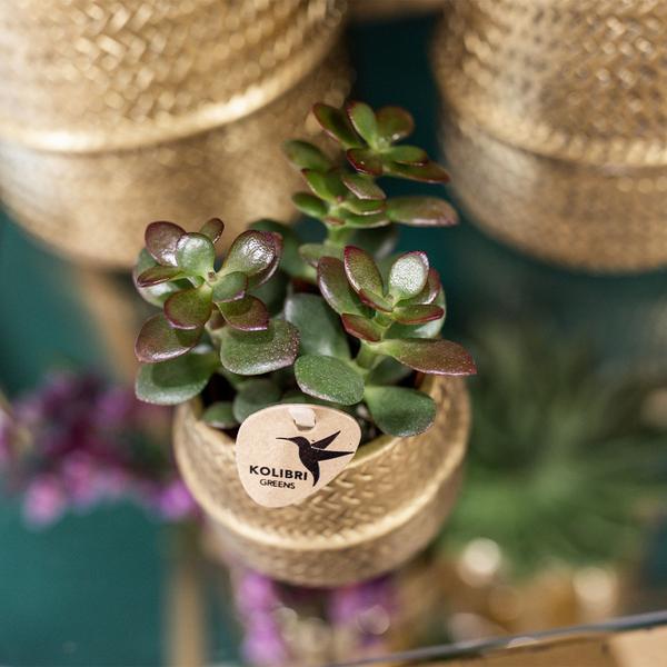 Sukkulenten 2er – Set in goldenen Rillen – Keramiktöpfen – Ø9cm – Pflegeleichte Crassula Ovata & Crassula Hobbit – Zimmerpflanzen für Zuhause & Büro – Plant
