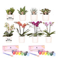 Malset Blumentöpfe bemalen mit Orchideen & Sukkulenten – DIY Kreativset für mindestens 4 Personen – Bastelset für Kinder & Erwachsene – Plant