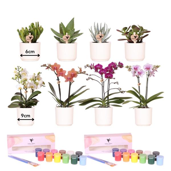 Malset Blumentöpfe bemalen mit Orchideen & Sukkulenten – DIY Kreativset für mindestens 4 Personen – Bastelset für Kinder & Erwachsene – Plant