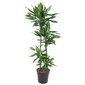 Drachenbaum Zimmerpflanze Ø27cm ↕150cm – pflegeleichte Grünpflanze für Wohnzimmer, Büro & helle Standorte kaufen – Plant