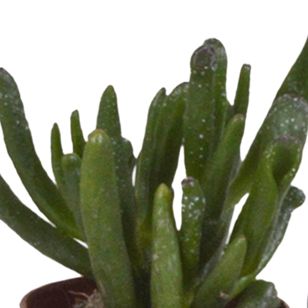 Sukkulenten Mix 5 Pflanzen Ø5,5cm – pflegeleichtes Pflanzen Set für Urban Jungle, Fensterbank, Wohnzimmer & Büro – Plant