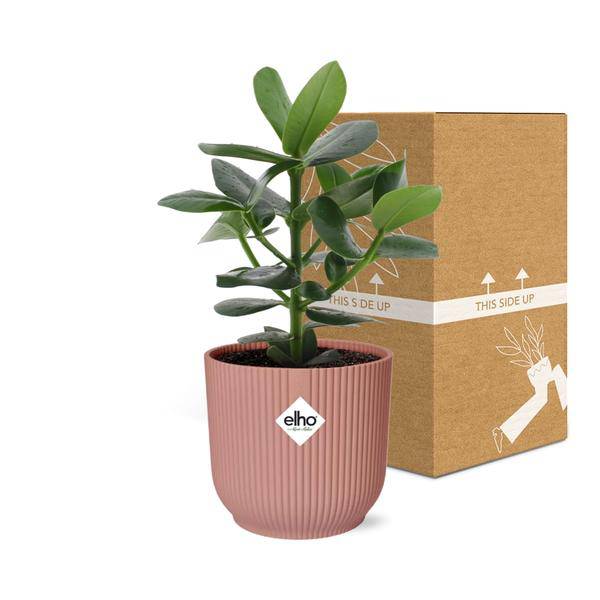 Balsamapfel Clusia Princess – Autogrammbaum – Zimmerpflanze inkl. Ziertopf Vibes Fold Rosa Ø14cm – Grünpflanze mit dicken Blättern
