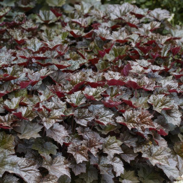 Heuchera 'Palace Purple' – Rotblättriges Silberglöckchen – Staude für Schatten & Beete – ↕10-25cm – Ø9cm – Für Garten & Pflanzgefäße – Plant