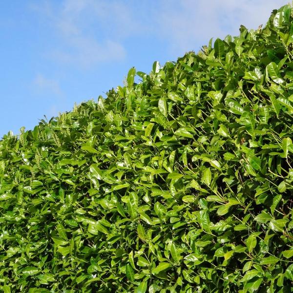 Kirschlorbeer Rotundifolia – 20 Pflanzen für 10 Meter Hecke – Immergrüne Lorbeerkirsche 125-150cm – Schnellwachsend & dicht – Plant
