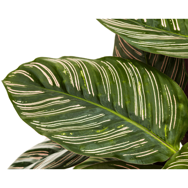 Calathea Ornata Sanderiana – Korbmarante – Zimmerpflanze Ø27cm – ↕60-80cm – Tropische Innenpflanze mit pinken Streifen – Pflegeleicht & dekorativ – Plant