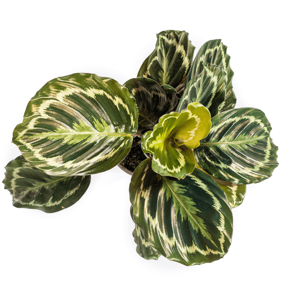 Calathea Medallion – Korbmarante – Ø17cm – ↕40-50cm – Exotische Zimmerpflanze mit dekorativen Blättern – Pflegeleicht & luftreinigend – Plant