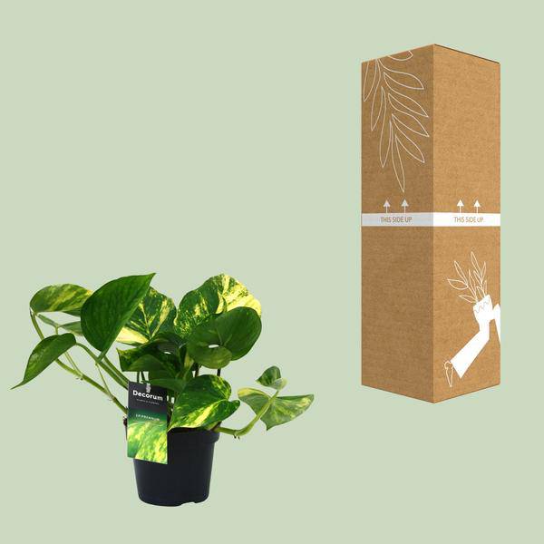 Efeutute Scindapsus Epipremnum Aureum Zimmerpflanze Ø12cm ↕25cm – pflegeleichte Grünpflanze für Wohnzimmer, Büro & helle Standorte kaufen – Plant