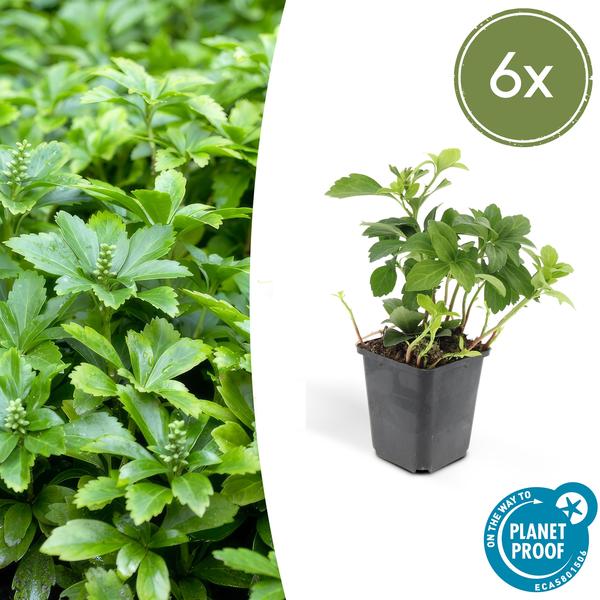 Pachysandra terminalis 'Green Carpet' – Schattengrün – Immergrüner Bodendecker – Weiße Blüten – Halbschatten – Pflegeleicht – Plant