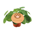 Pilea Peperomioides Chinesischer Geldbaum Zimmerpflanze Ø12cm ↕20cm – pflegeleichte Grünpflanze für Wohnzimmer, Büro & helle Standorte kaufen – Plant