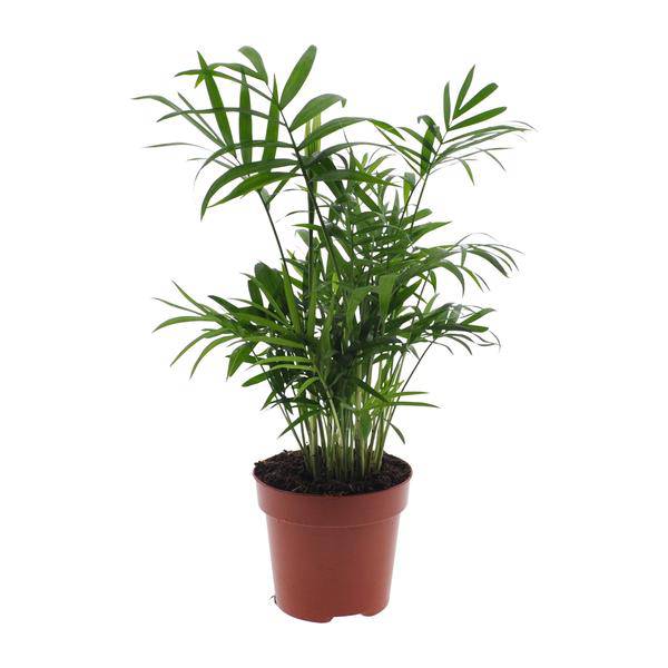Mexikanische Bergpalme – Chamaedorea Elegans – Ø12cm x H40cm – Pflegeleichte Zwergpalme für Innenräume – Für Halbschatten – Plant