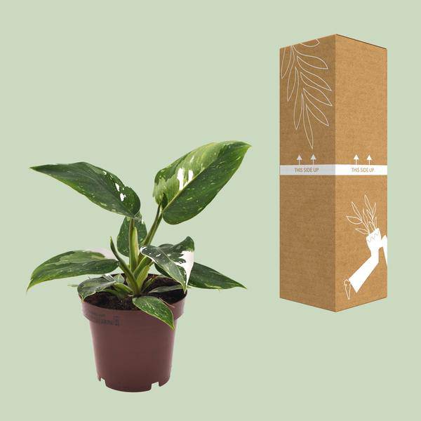 Philodendron White Princess Zimmerpflanze Ø12cm ↕25cm – pflegeleichte Grünpflanze für Wohnzimmer, Büro & helle Standorte kaufen – Plant