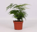 Feder – Spargel Zimmerpflanze Ø12cm ↕28cm – pflegeleichte Grünpflanze für Wohnzimmer, Büro & helle Standorte kaufen – Plant