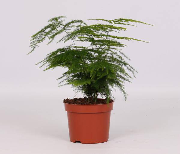 Feder – Spargel Zimmerpflanze Ø12cm ↕28cm – pflegeleichte Grünpflanze für Wohnzimmer, Büro & helle Standorte kaufen – Plant