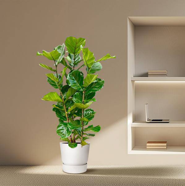 Feigenbaum – Ficus Lyrata Strauch – ca. 140cm hoch – Ø27cm – Geigenfeige als Zimmerpflanze – XXL Grünpflanze mit großen Blättern – für Zimmer & Büro – Plant