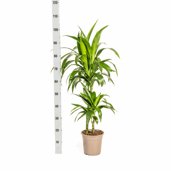 Dracaena Deremensis Lisa – Drachenbaum – Ø19cm – ↕70-90cm – Elegante Zimmerpflanze mit dunkelgrünen Blättern – Pflegeleicht & luftreinigend – Plant