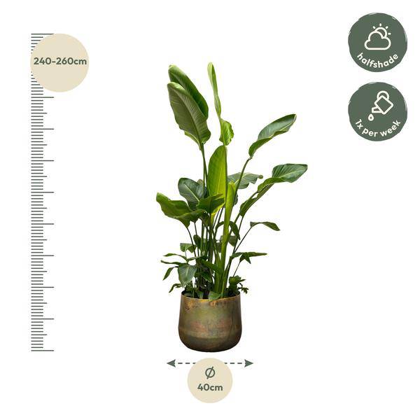Strelitzia Nicolai – Baumstrelitzie – Zimmerpflanze 250cm – Ø40cm – Weißer Paradiesvogel mit großen grünen Blättern – Plant