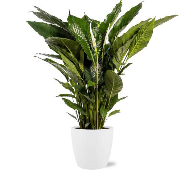 Spathiphyllum Sweet Sebastiano Einblatt – Zimmerpflanze Ø24cm – ca. 110cm hoch – inkl. Übertopf – Elegante Friedenslilie – Plant