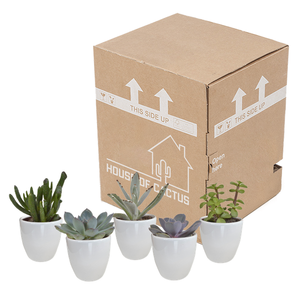Sukkulenten Mix 5 Pflanzen Ø5,5cm – pflegeleichtes Pflanzen Set für Urban Jungle, Fensterbank, Wohnzimmer & Büro – Plant
