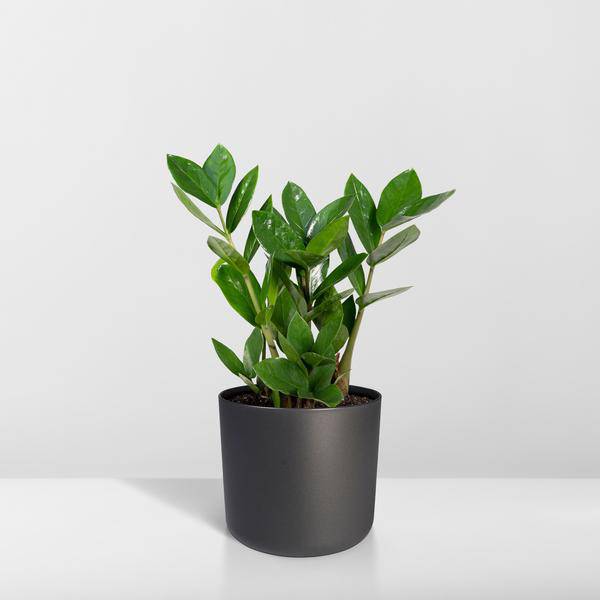 Glücksfeder Zamioculcas – Pflegeleichte Zimmerpflanze – Höhe ca. 35cm – Ø12cm – Immergrün & robust – Für Büro & Wohnung – Plant