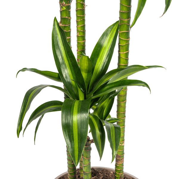 Drachenbaum Dracaena Deremensis Hawaiian Sunshine – Zimmerpflanze – Ø27cm – Höhe 180cm – Tropischer Look & pflegeleicht – Plant