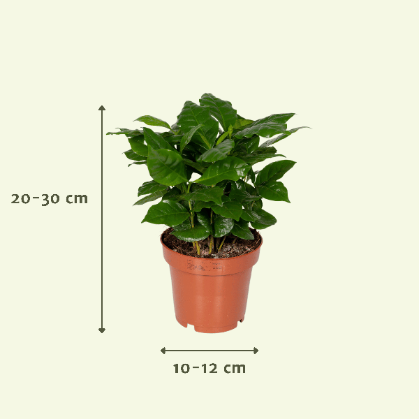 Überraschungsbox Zimmerpflanzen Ø12cm ↕25cm – pflegeleichtes Pflanzen Set für Urban Jungle, Fensterbank, Wohnzimmer & Büro – Plant
