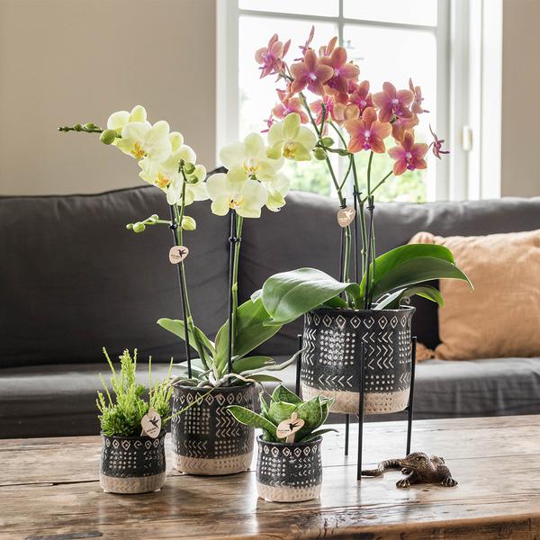 Pflanzenständer Metall Schwarz – Ø12cm – Höhenverstellbarer Pflanzenfuß 18,5cm – Deko – Halter für Zimmerpflanzen – Stilvolle Pflanzen – Erhöhung – Plant