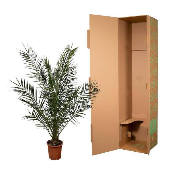 Phönix Canariensis – Kanarische Dattelpalme – Palme ca. 170cm hoch – Ø24cm – Exotische Zimmer – & Gartenpflanze – Plant