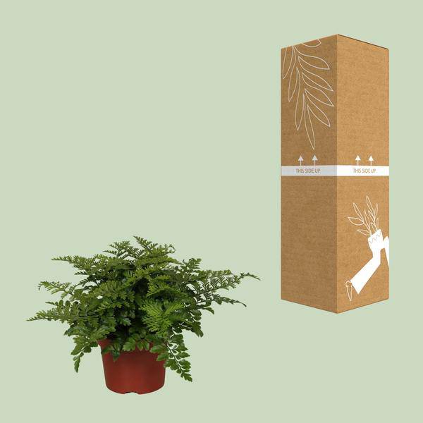 Nestfarn – Asplenium Parvati – Zimmerpflanze – Ø12cm – ↕25cm – dekorativer Farn mit eleganten Wedeln – pflegeleichte Grünpflanze für Innenräume – Plant