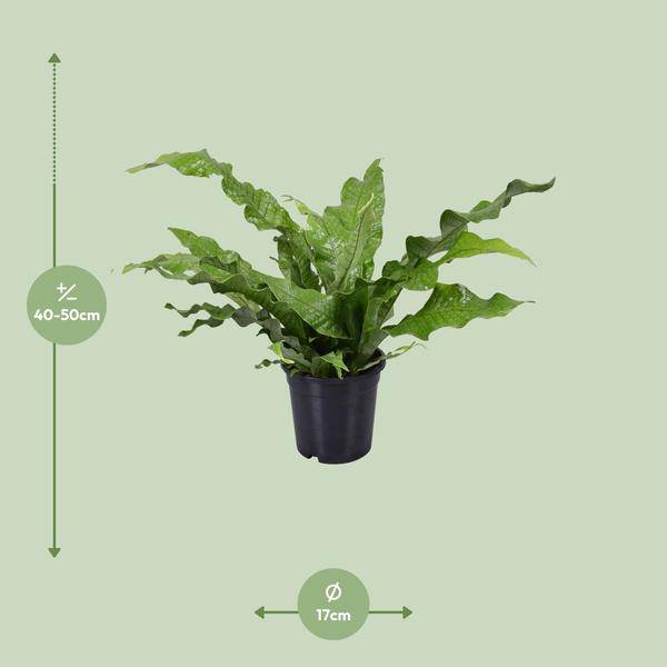 Känguru – Farn – Microsorum Diversifolium – Zimmerpflanze – Ø17cm – ↕45cm – pflegeleichter Farn für Innenräume – Grünpflanze für Zuhause & Büro – Plant