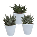Sukkulenten Mix Gasteria & Haworthia – 3 Pflanzen – Ø8,5cm Zimmerpflanzen im weißen Topf – Verschiedene Mini – Sukkulenten – Plant