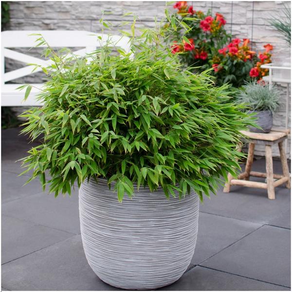 Fargesia murieliae Moontears Boobux – Bambus – immergrün & winterhart – nicht invasiv – Ø29cm – ↕70cm Höhe – ideal für Garten, Terrasse & Hecken – Plant