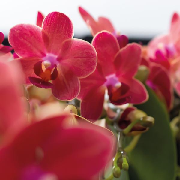 Rote Phalaenopsis Orchideen Zimmerpflanze Ø9cm – blühende Orchidee für Wohnzimmer, Büro & helle Standorte kaufen – Plant
