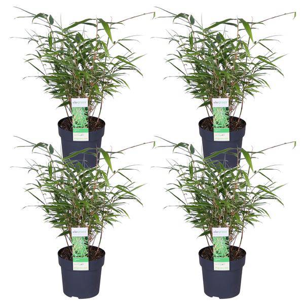Schirmbambus Fargesia rufa – 4 Pflanzen – ca. 40cm hoch Ø14cm – Kompakter, horstbildender Bambus – Winterhart & pflegeleicht – Für Garten, Balkon & Teichrand – Plant