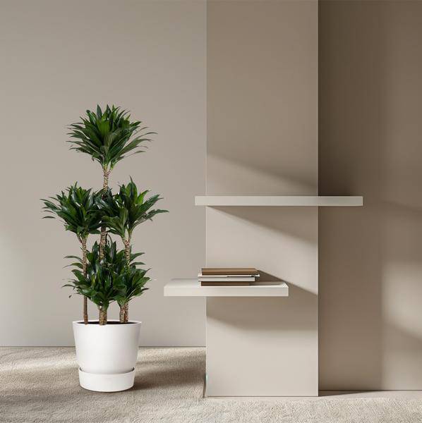 Drachenbaum – Dracaena Compacta Karussell 130cm – Ø31cm – Zimmerpflanze mit dunkelgrünen glänzenden Blättern – Plant
