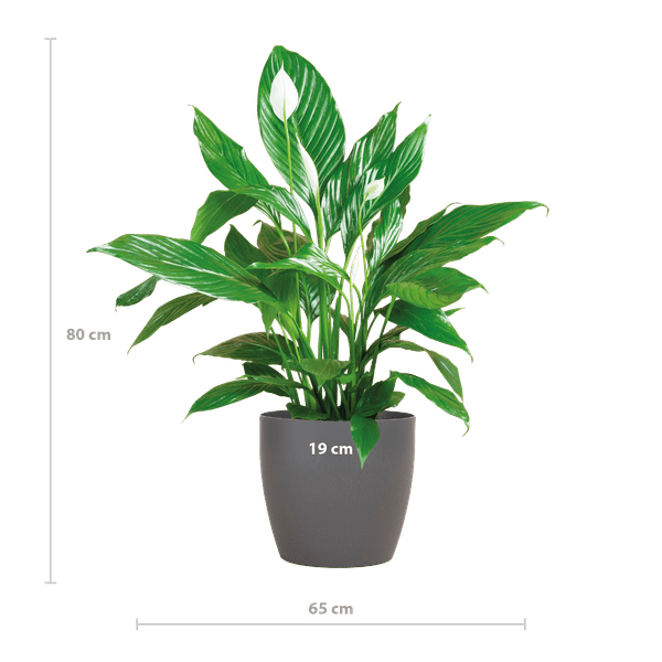 Spathiphyllum Sweet Lauretta – Scheidenblatt – Zimmerpflanze inkl. Übertopf – ↕80cm – Ø21cm – Friedenslilie mit eleganten weißen Blüten – Plant