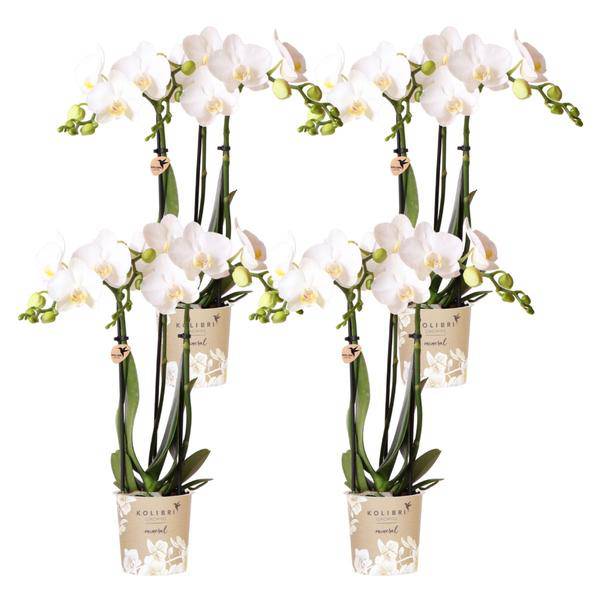 Phalaenopsis Orchideen Amabilis Weiß – Ø9cm – Zimmerpflanze – 4 Orchideen – edle weiße Multiflora Orchideen mit 2-3 Zweigen – Plant