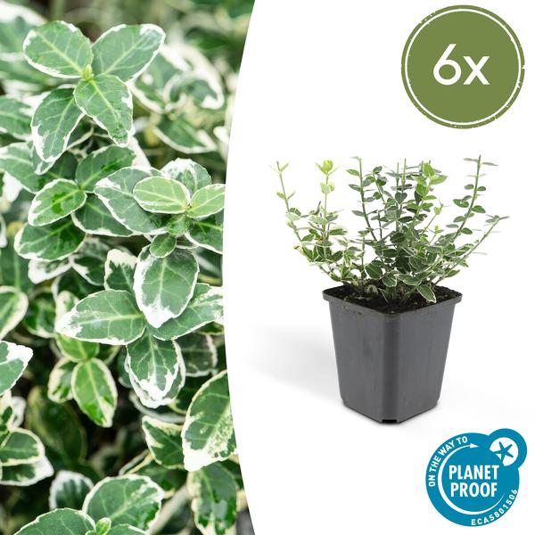 Kletter – Spindelstrauch Euonymus fortunei 'Emerald 'n Gaiety' – ↕10-25cm – Ø9cm – Winterhart & pflegeleicht – Plant