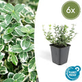 Kletter – Spindelstrauch Euonymus fortunei 'Emerald 'n Gaiety' – ↕10-25cm – Ø9cm – Winterhart & pflegeleicht – Plant