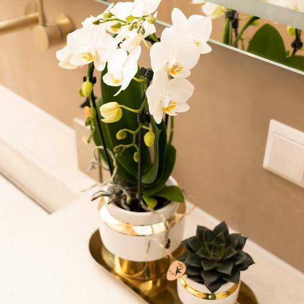 Le Chic Blumentopf Zimmerpflanze Ø6cm – blühende Orchidee für Wohnzimmer, Büro & helle Standorte kaufen – Plant