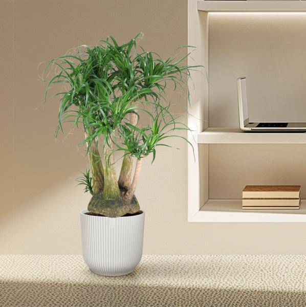 Beaucarnea Zimmerpflanze Ø41cm ↕110cm – pflegeleichte Grünpflanze für Wohnzimmer, Büro & helle Standorte kaufen – Plant