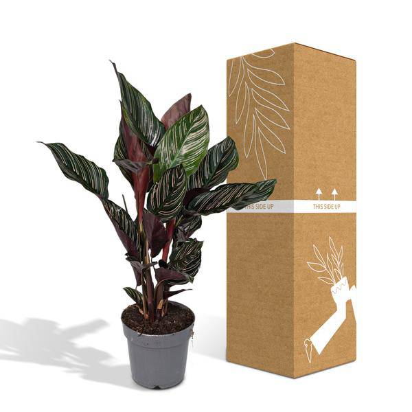 Korbmarante Calathea Ornata – Zimmerpflanze Ø14cm ca. 50cm hoch – Exotische Blattzeichnung – Pflegeleichte Zimmerpflanze für Zuhause & Büro – Plant