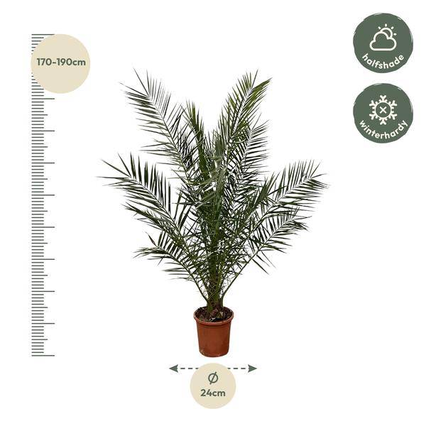 Phönix Canariensis – Kanarische Dattelpalme – Palme ca. 170cm hoch – Ø24cm – Exotische Zimmer – & Gartenpflanze – Plant