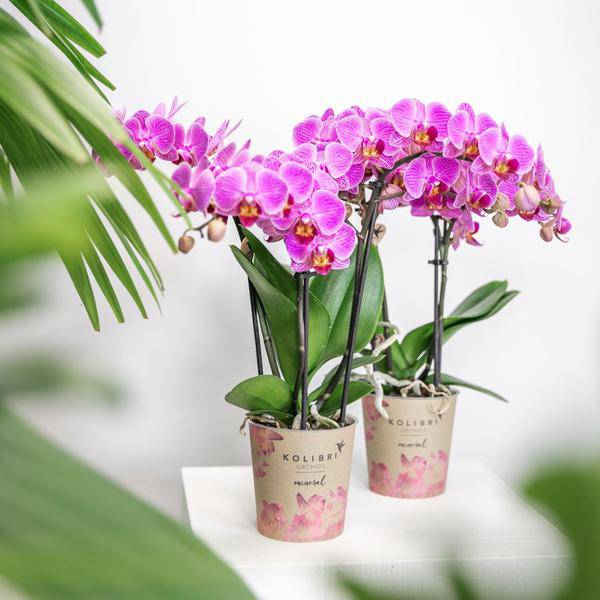 Phalaenopsis – Orchidee Mineral Vienna – Rosa – Ø9cm – Blühende Zimmerpflanze – 2-3 Zweige – Natürliche Farbpracht – Plant
