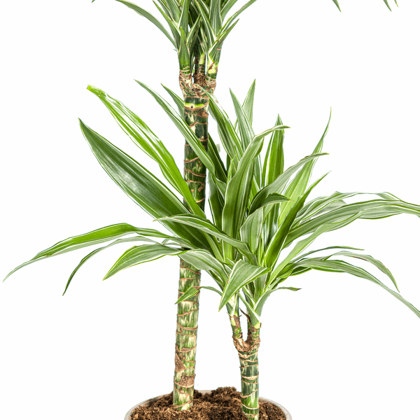 Dracaena Deremensis White Stripe – Drachenbaum – Ø19cm – ↕70-90cm – Elegante Zimmerpflanze mit weißen Blattstreifen – Pflegeleicht & luftreinigend – Plant
