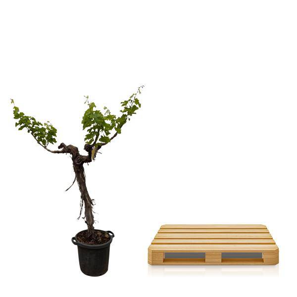 Weintraube Vitis Vinifera Zimmerpflanze Ø55cm ↕220cm – pflegeleichte Grünpflanze für Wohnzimmer, Büro & helle Standorte kaufen – Plant