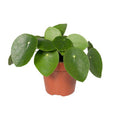 Chinesischer Geldbaum – Pilea Peperomiodes (Aluminium – Pflanze) – Zimmerpflanze – Ø12cm – 20cm hoch – Halbschatten – Luftreinigend – Pflegeleicht – Plant