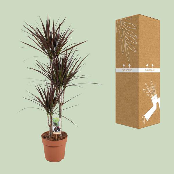 Drachenbaum Dracaena Magenta – Ø21cm – ca.120cm Zimmerpflanze – Elegante Grünpflanze mit aufrechtem Wuchs – Pflegeleicht für Wohnzimmer Büro & Empfangsbereiche – Plant