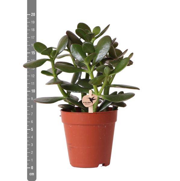 Sukkulente Crassula Ovata – Ø9cm – Robuste Zimmerpflanze mit glänzenden Blättern – Pflegeleicht & dekorativ – Für Wohnzimmer, Büro & Bad – Plant