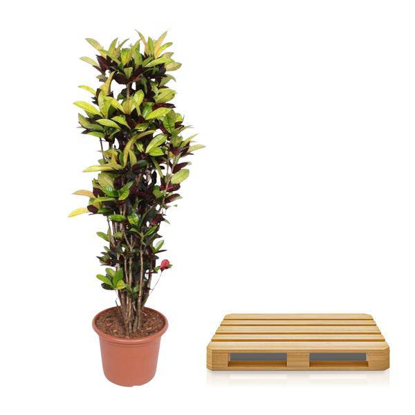 Wunderstrauch – Codiaeum Iceton Croton – Zimmerpflanze ca. 190cm Höhe – Ø45cm – dekorative Pflanze mit bunten Blättern für Wohnzimmer & Büro – Plant