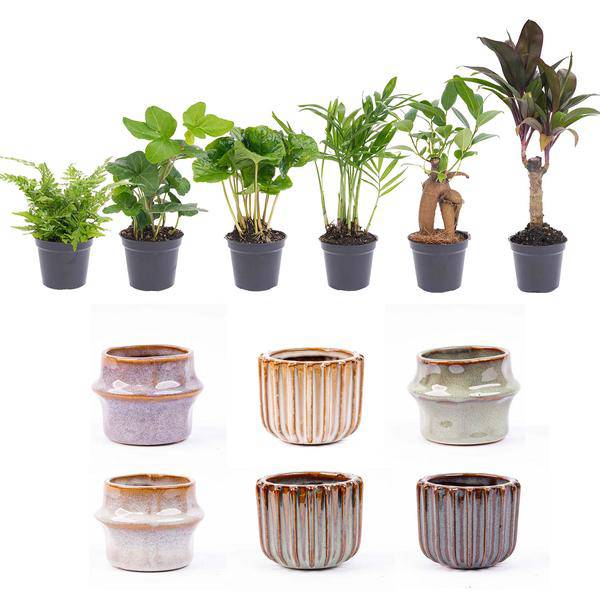 Zimmerpflanzen Set mit 6 Pflanzen + Keramik – Topfset Barcelona – kompakt & stilvoll – Palme – Plant